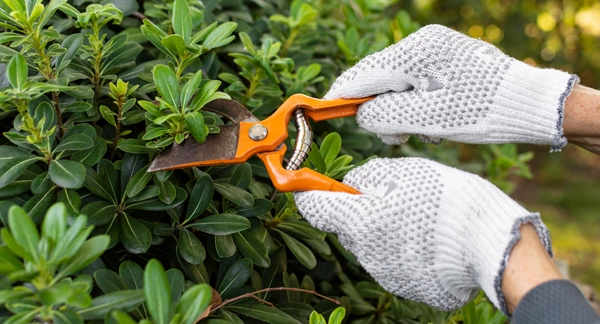 Tree Pruning and Trimming